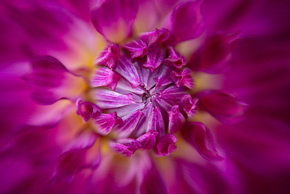 Dahlia Drama