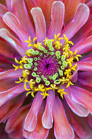 Zinnia