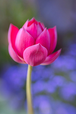 'Happy Lover' Lotus