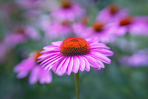 Purple Coneflowers