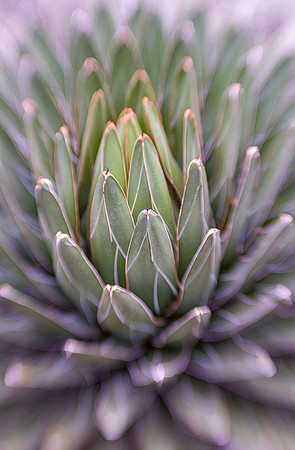 Queen Victoria Agave