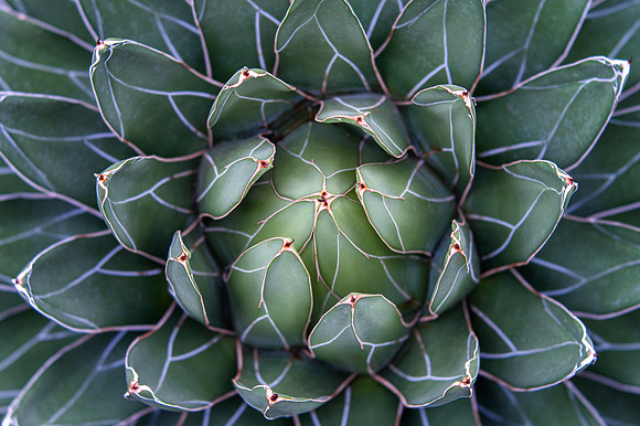 Queen Victoria Agave