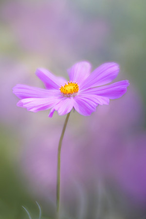 Cosmos Dance