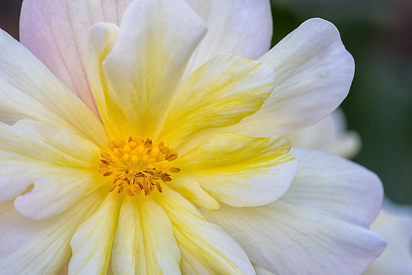 Begonia