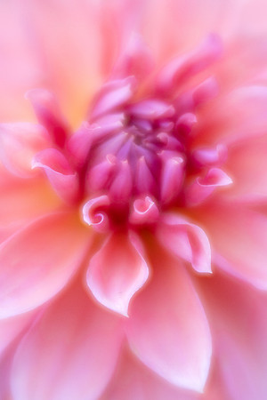 Dahlia "Babylon Bronze'