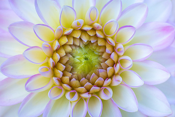 Dahlia 'Arbatax'