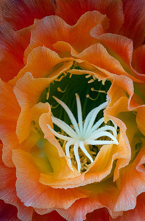 Echinopsis 'Apricot Glow'