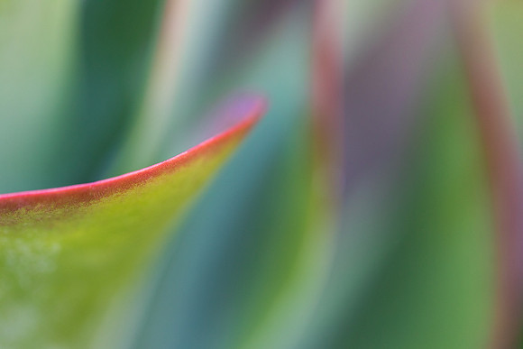Desert Cabbage Abstract