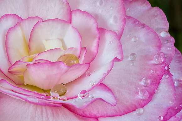 Summer Begonia