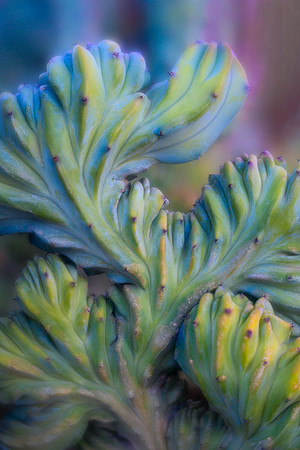Whortleberry Cactus