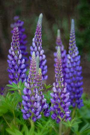 Lupines