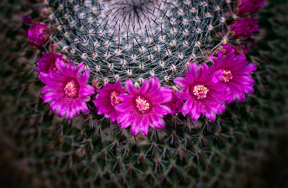 A Crown Amidst the Thorns