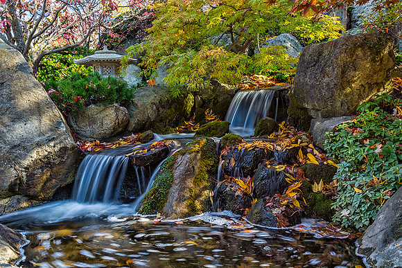 Anderson Japanese Garden