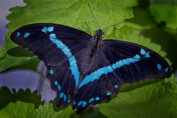 Blue Banded Swallowtail