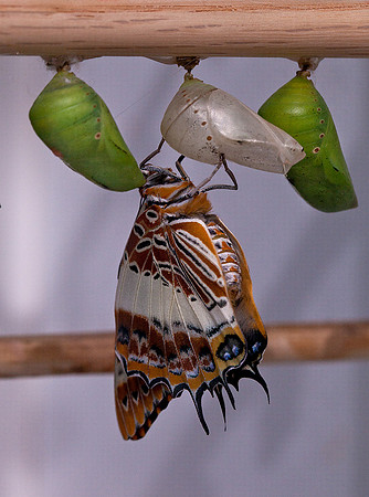 White Barred Charaxes