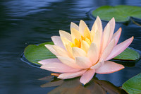 Longwood Waterlily