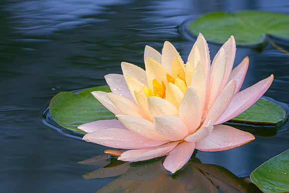 Longwood Waterlily
