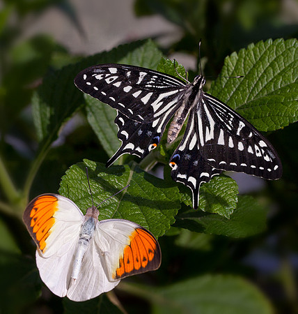 Chinese Yellow Swallowtail and Orange Tip