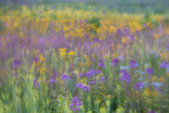 Longwood Gardens Meadow