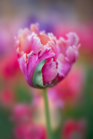Tulip Dancer