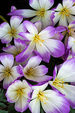 Autumn Crocus