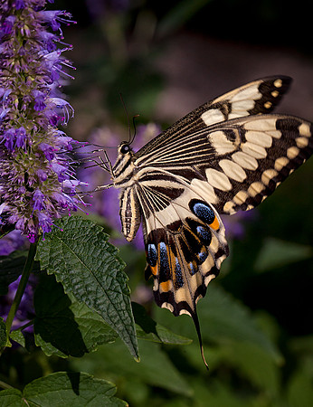 Emperor Swallowtail