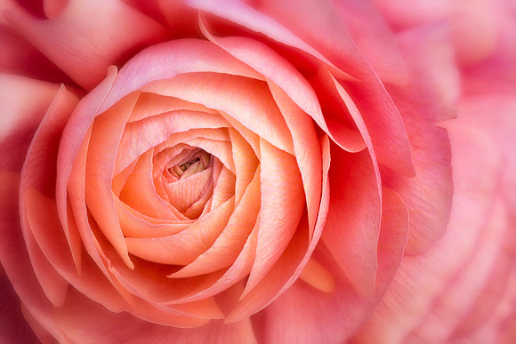 Persian Buttercup