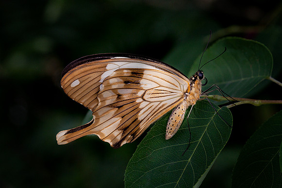Mocker Swallowtail - Male