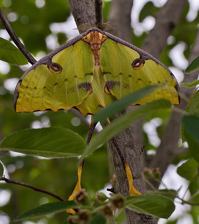 African Moon Moth