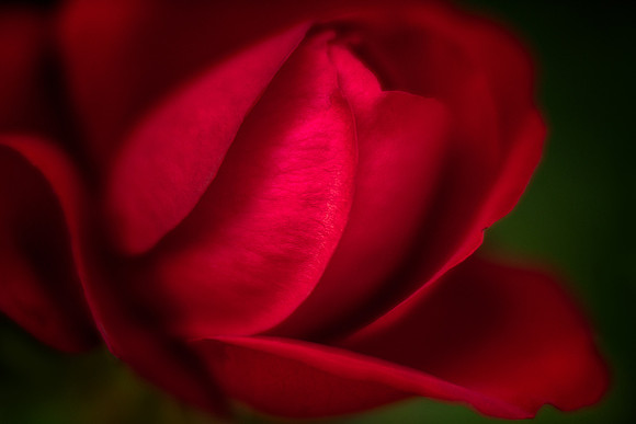 Lady in Red