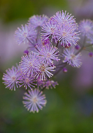 Meadow Rue