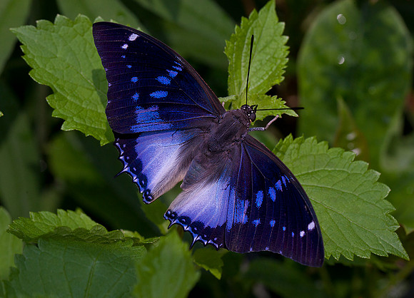 Blue-Spotted Charaxes