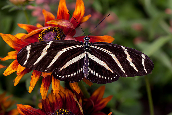 Zebra Longwing