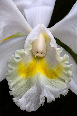 Cattleya