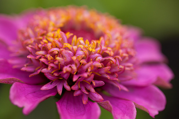 Zinnia