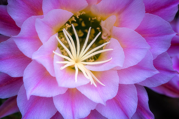 Echinopsis