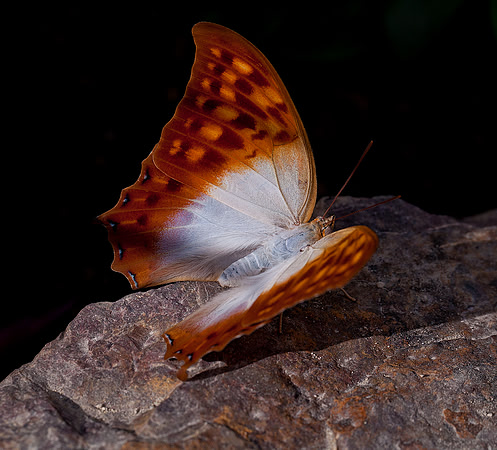 Pearl Charaxes