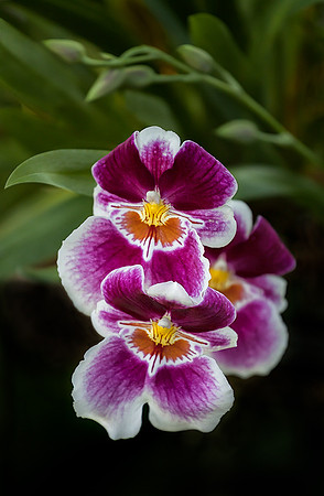 Miltoniopsis