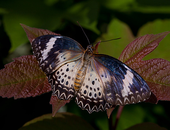 Leopard Lacewing - Female