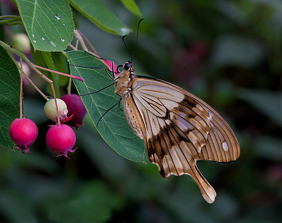 Mocker Swallowtail - Male