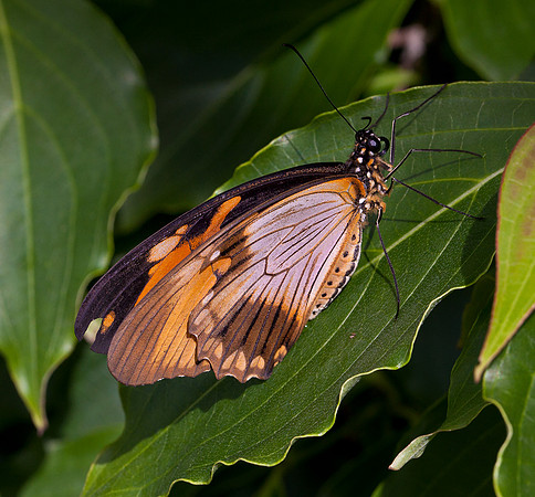 Mocker Swallowtail - female