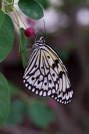 Paper Kite