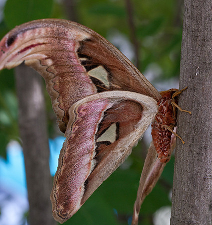 Atlas Moth