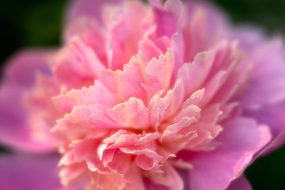 Peony in Golden Light