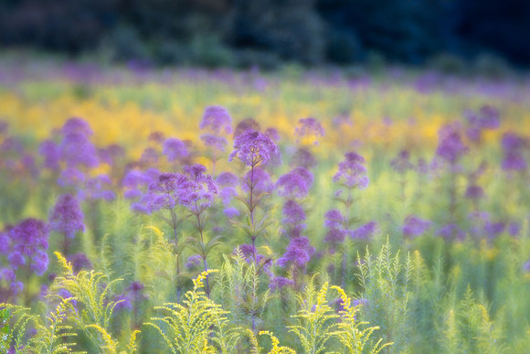 Longwood Gardens Meadow
