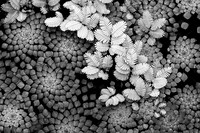 Aquatic Garden Patterns