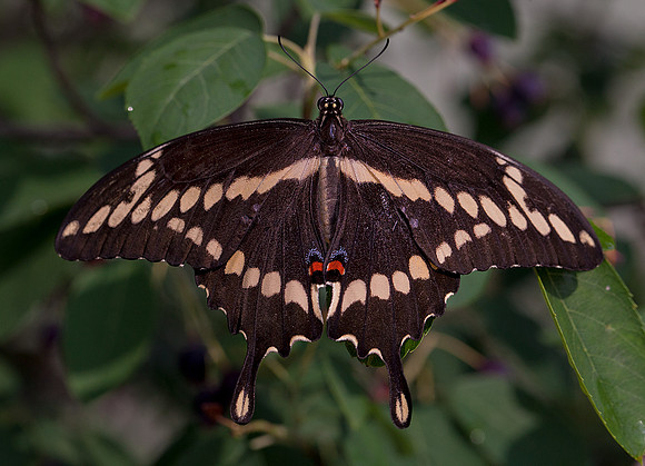 Thoas Swallowtail