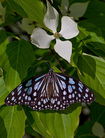 Blue Tiger