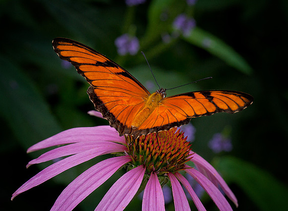 Silver-Spotted Flambeau