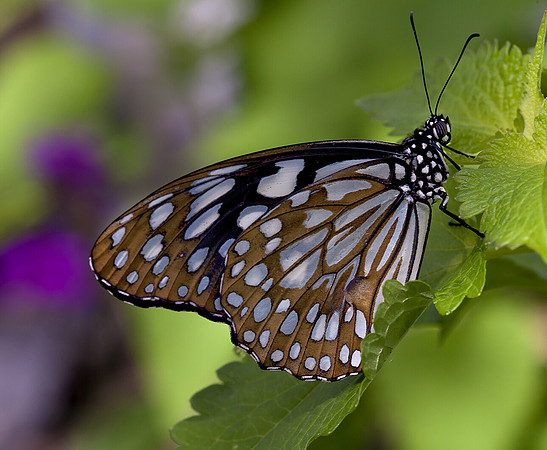 Blue Tiger